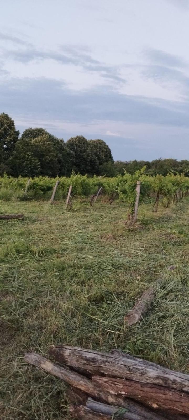 "Pivnica I Smestaj Jovanovic"- Rogljevacke Pivnice Rogljevo Buitenkant foto